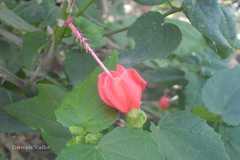 Malvaviscus arboreus var. drummondii
